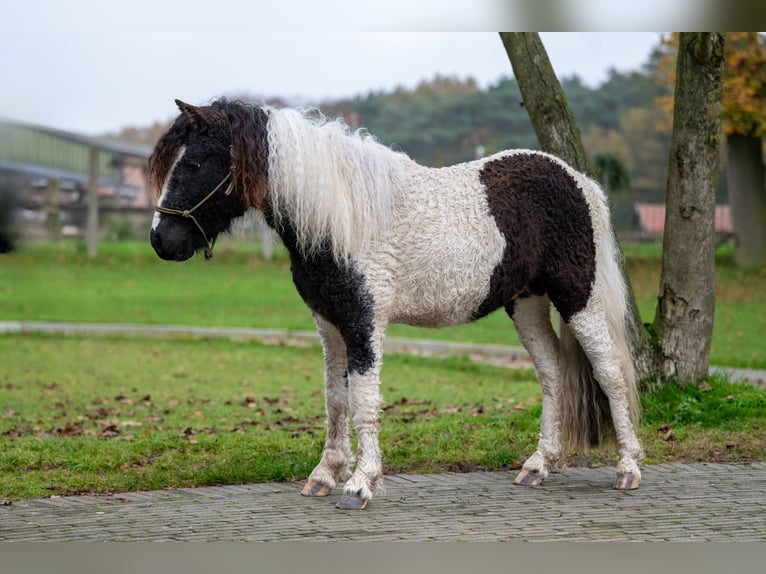 More ponies/small horses Stallion 2 years 10,2 hh Pinto in GROTE-BROGEL