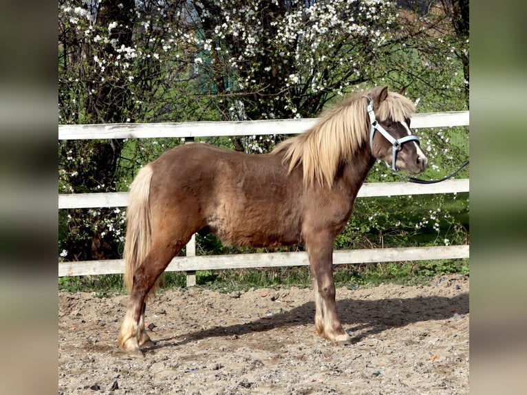 More ponies/small horses Stallion 2 years 11,2 hh Chestnut in Strzelin