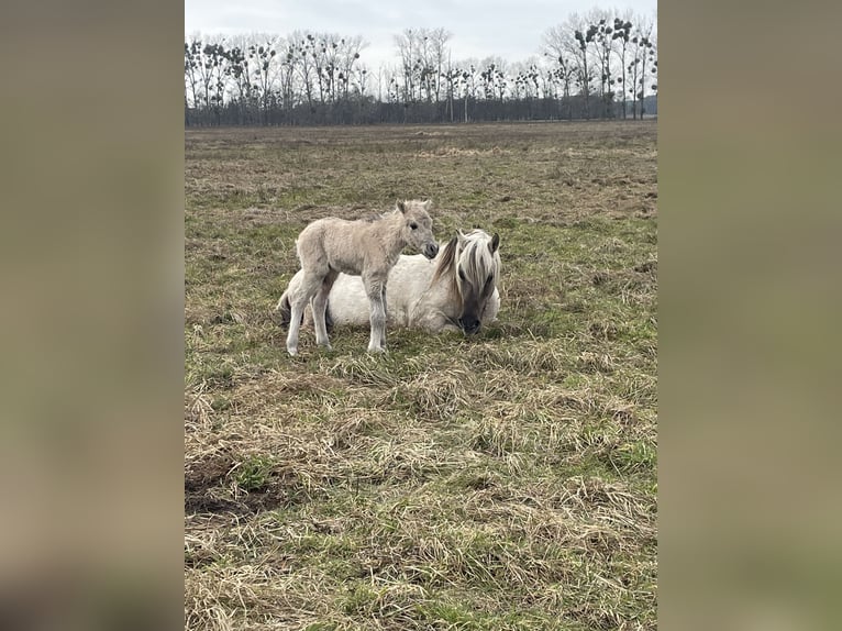 More ponies/small horses Stallion 2 years 13,2 hh Dun in Liebenthal