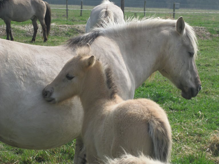 More ponies/small horses Stallion 2 years 13,2 hh Dun in Liebenthal