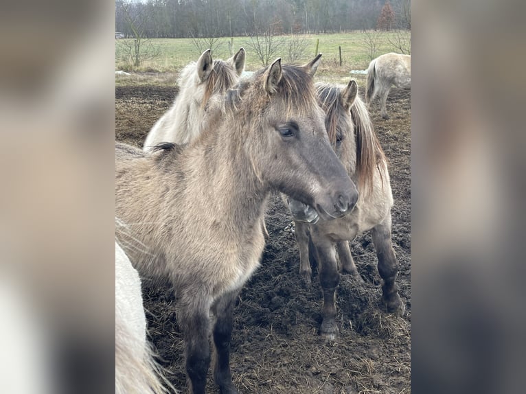 More ponies/small horses Stallion 2 years 13,2 hh Dun in Liebenthal