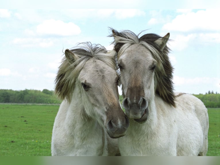 More ponies/small horses Stallion 2 years 13,2 hh Dun in Liebenthal