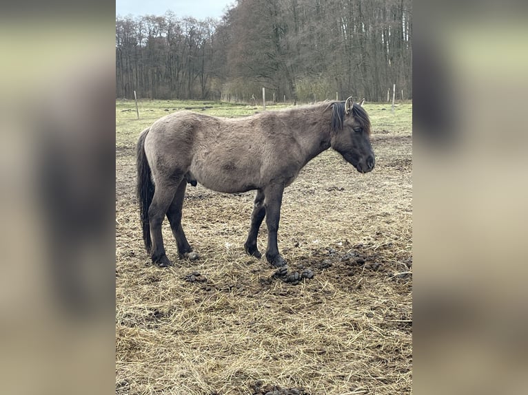 More ponies/small horses Stallion 2 years 13,2 hh Dun in Liebenthal