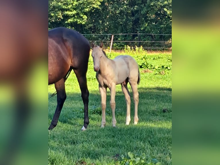 More ponies/small horses Mix Stallion 2 years 14,1 hh Champagne in Voltlage