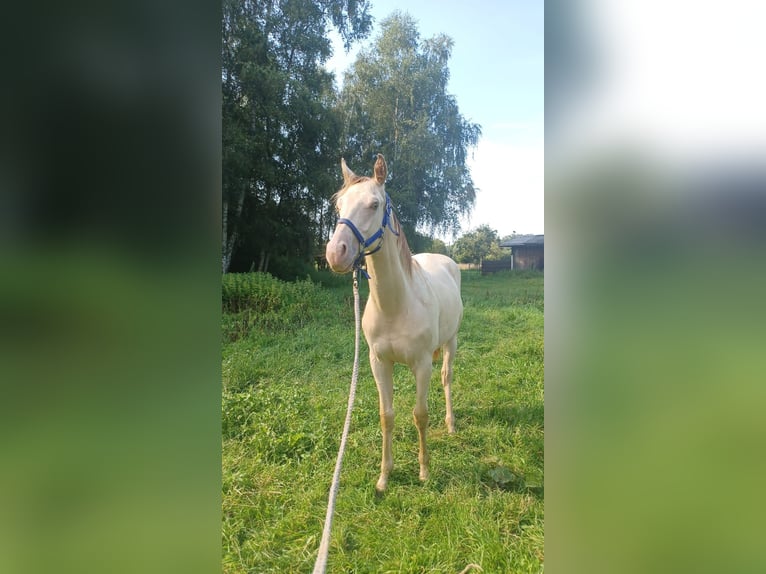 More ponies/small horses Mix Stallion 2 years 14,1 hh Champagne in Voltlage