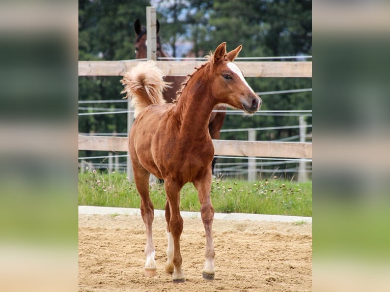 More ponies/small horses Stallion 2 years 14,2 hh Sorrel in Amstetten