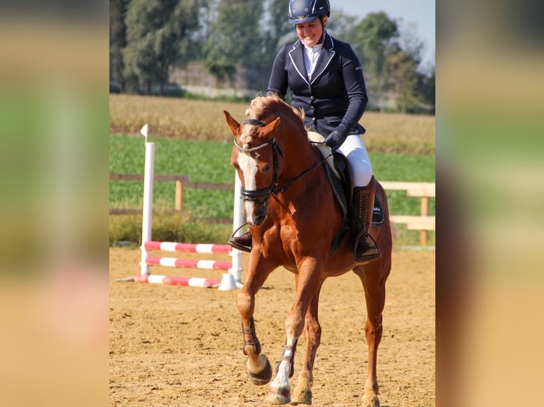 More ponies/small horses Stallion 2 years 14,2 hh Sorrel in Amstetten