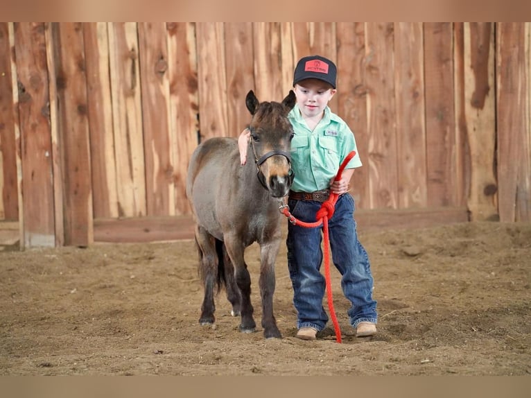 More ponies/small horses Stallion 2 years 6 hh Grullo in Valley Springs, SD