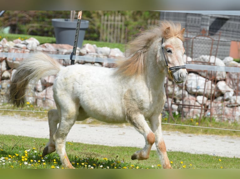 More ponies/small horses Stallion 2 years 9,1 hh Roan-Red in Aitrang