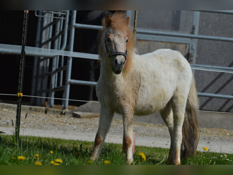 More ponies/small horses Stallion 2 years 9,1 hh Roan-Red in Aitrang