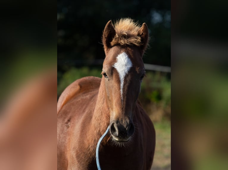 More ponies/small horses Stallion 3 years 13,2 hh Chestnut-Red in Wünsdorf