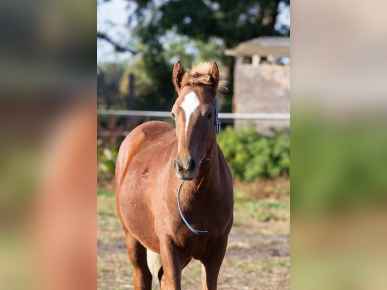 More ponies/small horses Stallion 3 years 13,2 hh Chestnut-Red in Wünsdorf