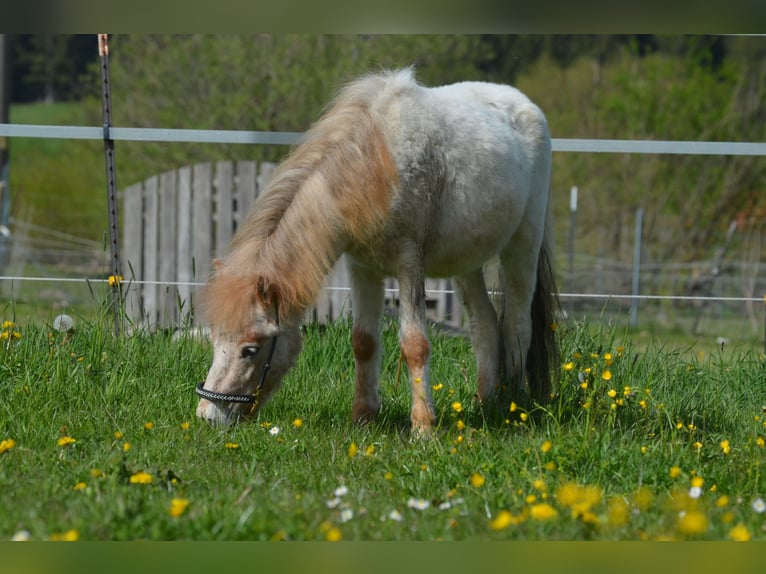 More ponies/small horses Stallion 3 years 9,1 hh Roan-Red in Aitrang