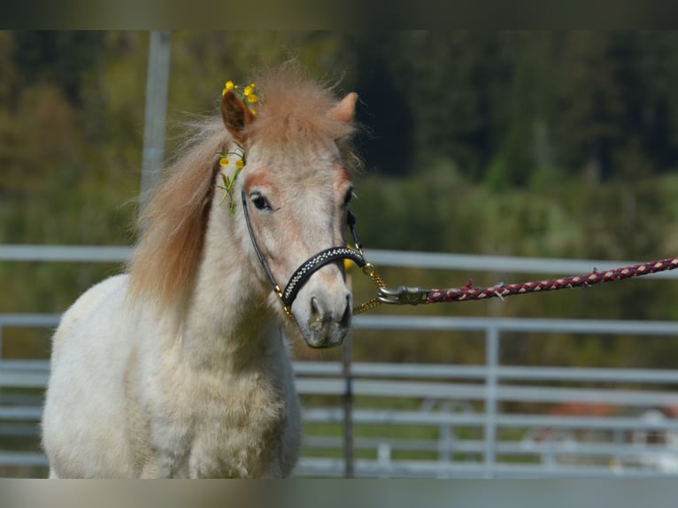 More ponies/small horses Stallion 3 years 9,1 hh Roan-Red in Aitrang