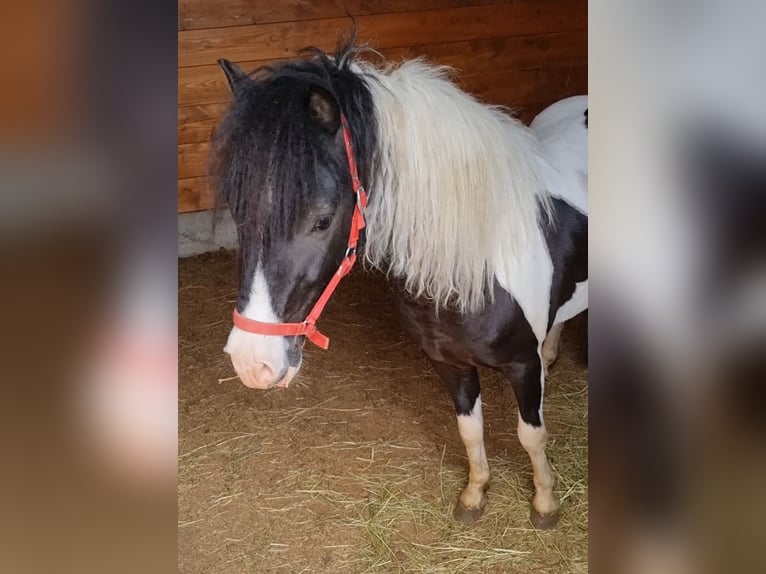 More ponies/small horses Stallion 4 years 10 hh Pinto in Rechnitz