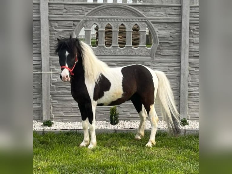 More ponies/small horses Stallion 4 years 10 hh Pinto in Rechnitz