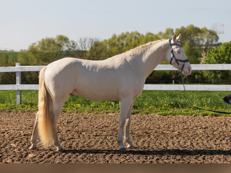 More ponies/small horses Stallion 4 years 14,2 hh Perlino in Stęszew