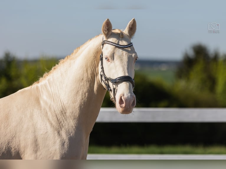 More ponies/small horses Stallion 4 years 14,2 hh Perlino in St&#x119;szew