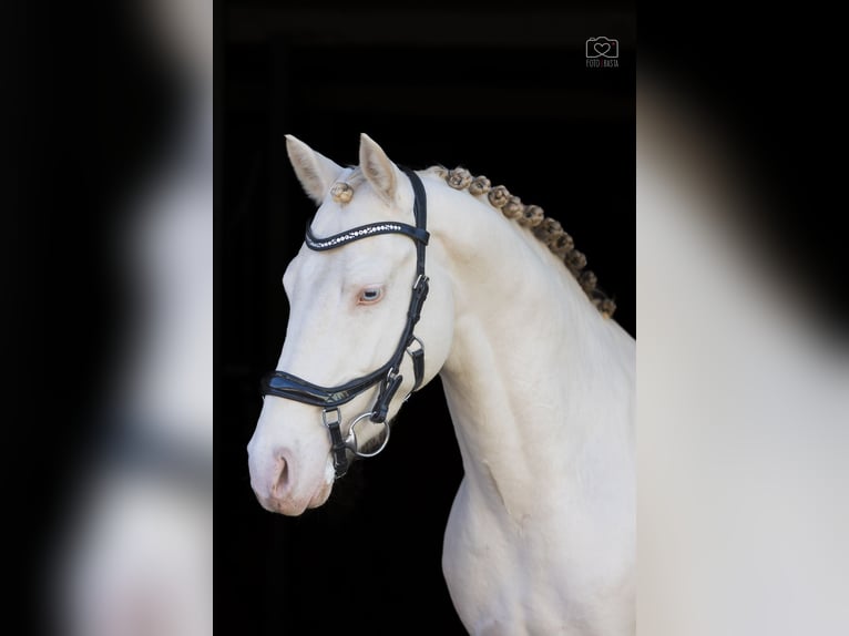 More ponies/small horses Stallion 4 years 14,2 hh Perlino in St&#x119;szew