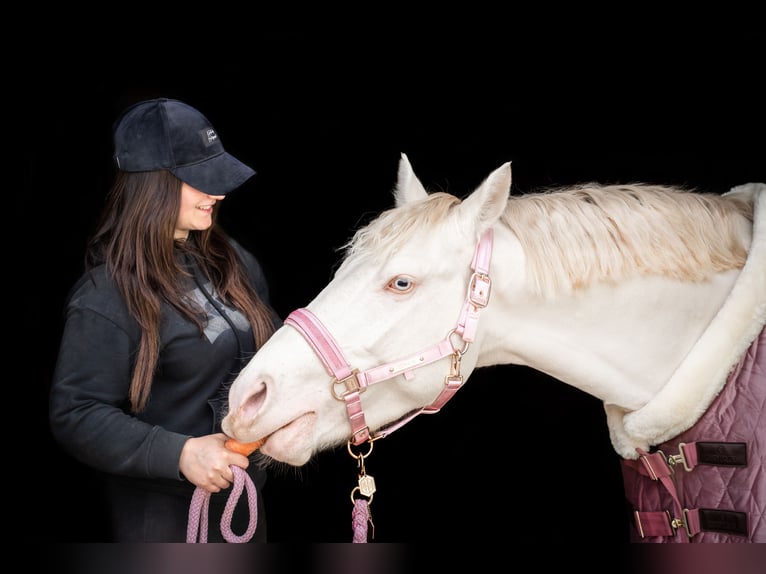 More ponies/small horses Stallion 4 years 14,2 hh Perlino in Stęszew