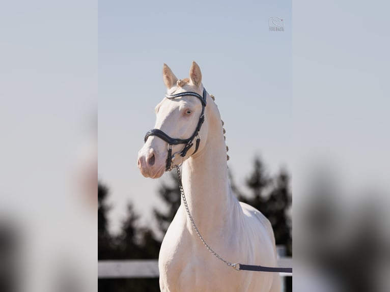 More ponies/small horses Stallion 4 years 14,2 hh Perlino in Stęszew