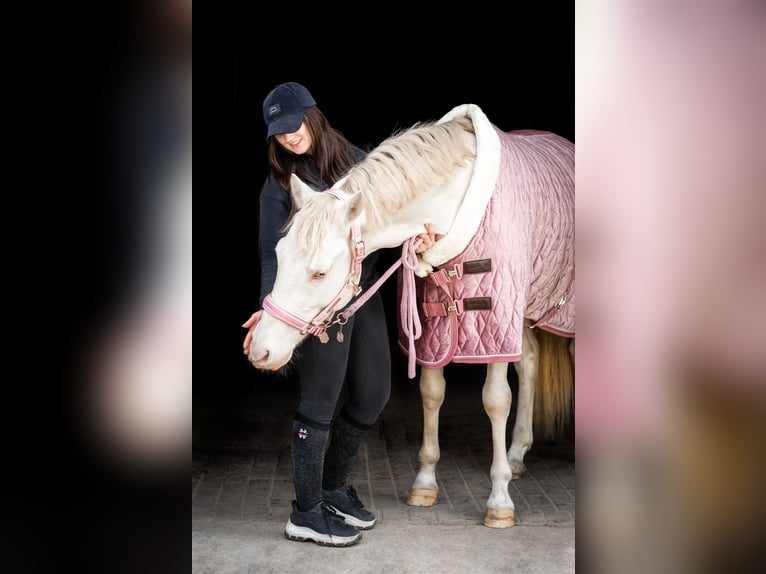 More ponies/small horses Stallion 4 years 14,2 hh Perlino in St&#x119;szew