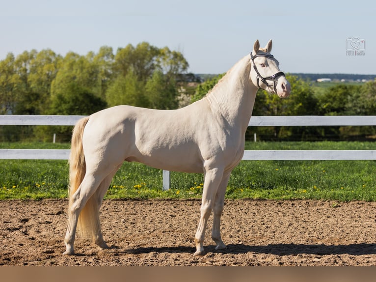 More ponies/small horses Stallion 4 years 14,2 hh Perlino in St&#x119;szew