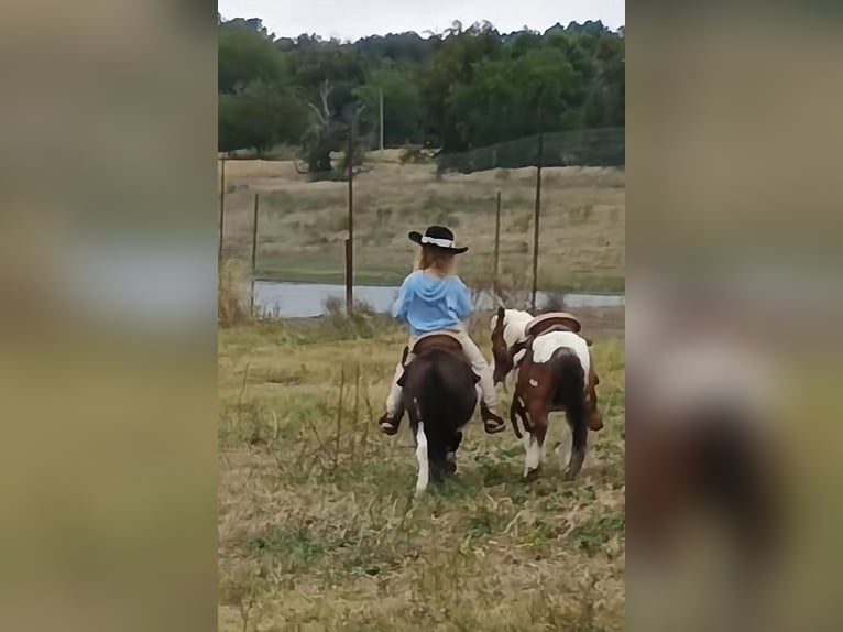 More ponies/small horses Stallion 4 years 8,1 hh Tobiano-all-colors in Mount Vernon Texas