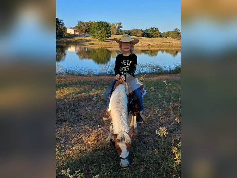 More ponies/small horses Stallion 4 years 8,1 hh Tobiano-all-colors in Mount Vernon Texas