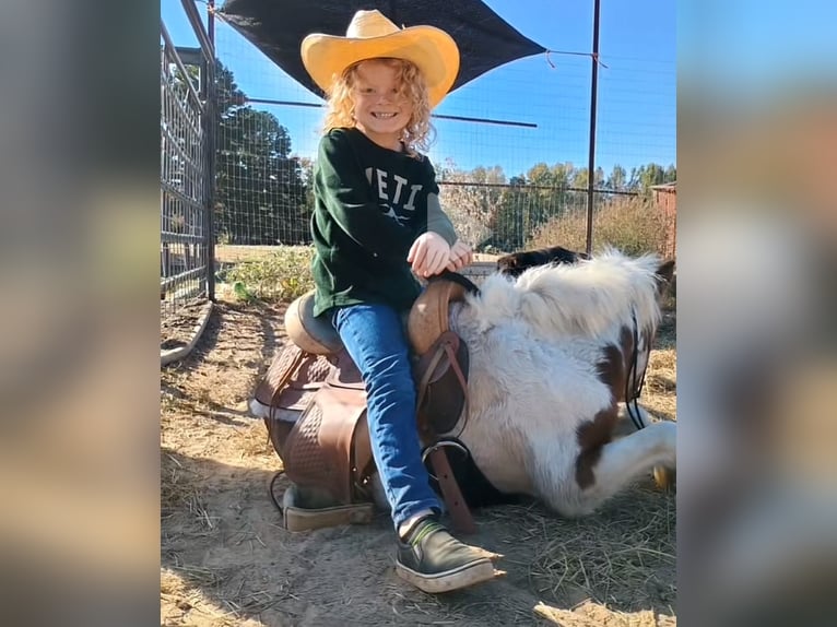 More ponies/small horses Stallion 4 years 8,1 hh Tobiano-all-colors in Mount Vernon Texas