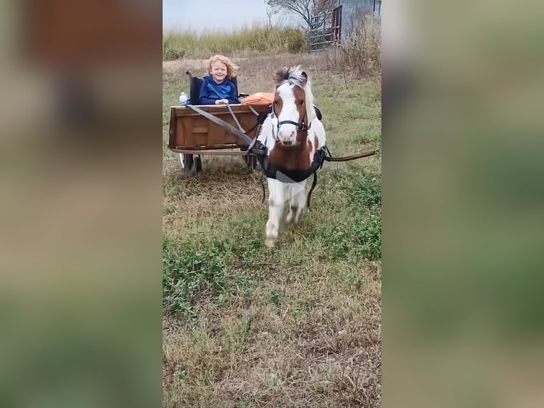 More ponies/small horses Stallion 4 years 8,1 hh Tobiano-all-colors in Mount Vernon Texas