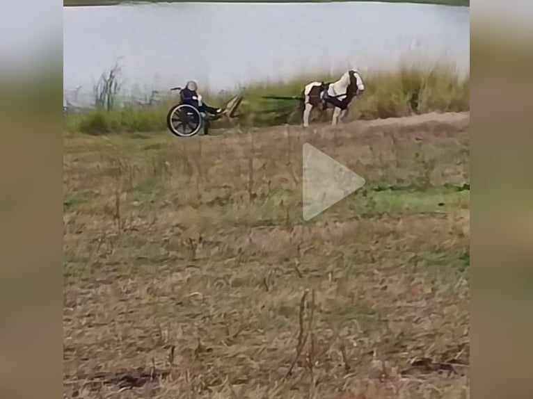 More ponies/small horses Stallion 4 years 8,1 hh Tobiano-all-colors in Mount Vernon Texas
