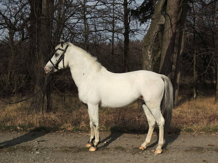 More ponies/small horses Stallion 5 years 13,1 hh Leopard-Piebald in Żarów