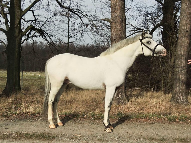 More ponies/small horses Stallion 5 years 13,1 hh Leopard-Piebald in Żarów