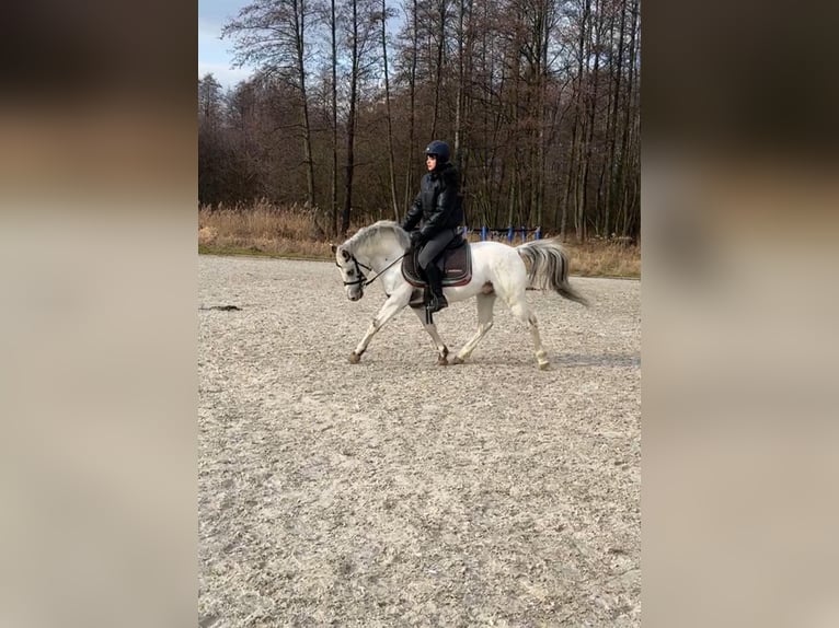 More ponies/small horses Stallion 5 years 13,1 hh Leopard-Piebald in Żarów