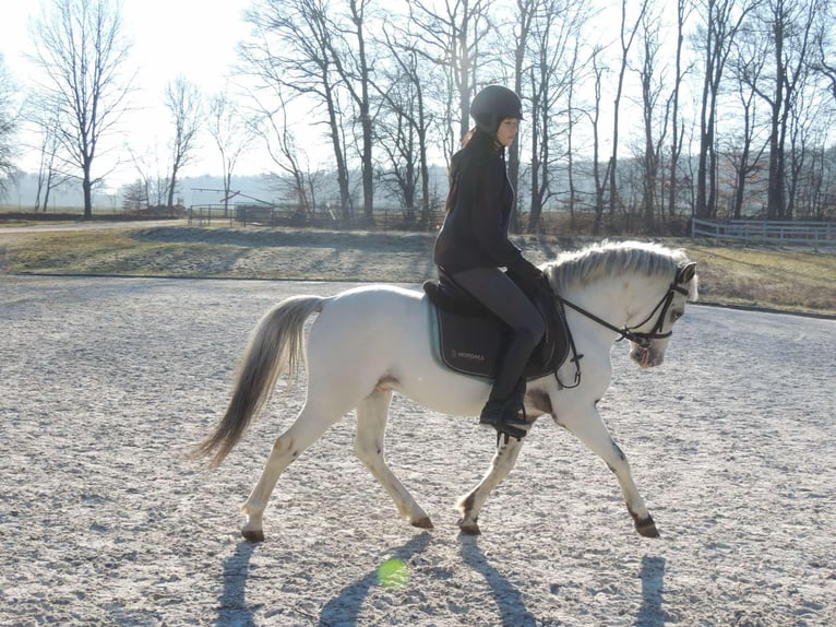 More ponies/small horses Stallion 5 years 13,1 hh Leopard-Piebald in Żarów