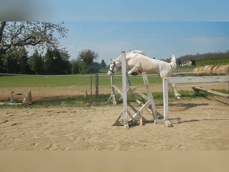 More ponies/small horses Stallion 9 years 14,1 hh Cremello in Visz