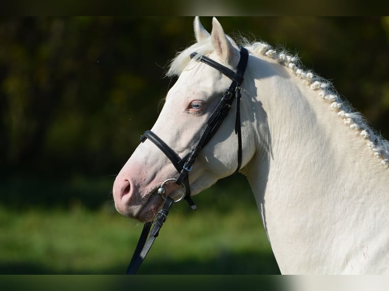 More ponies/small horses Stallion 9 years 14,1 hh Cremello in Visz