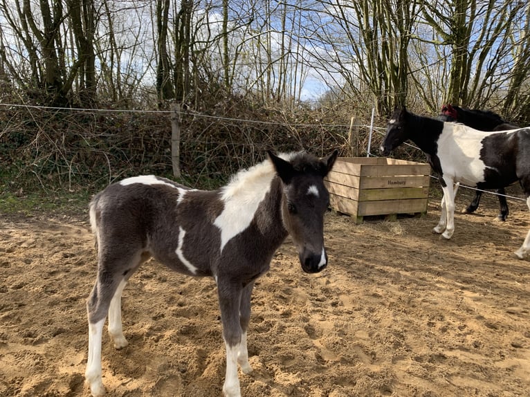 More ponies/small horses Mix Stallion Foal (01/2024) 10,2 hh Pinto in Schmalfeld