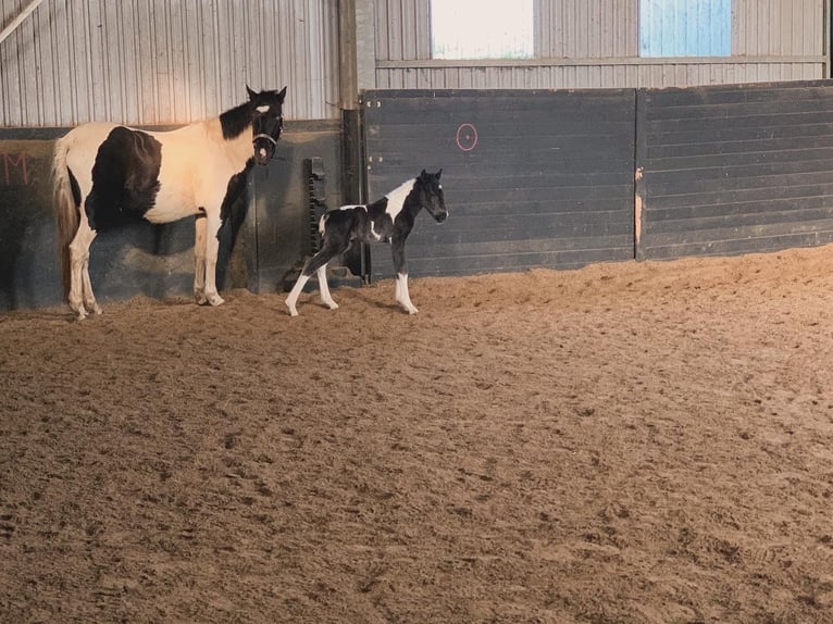 More ponies/small horses Mix Stallion Foal (01/2024) 10,2 hh Pinto in Schmalfeld