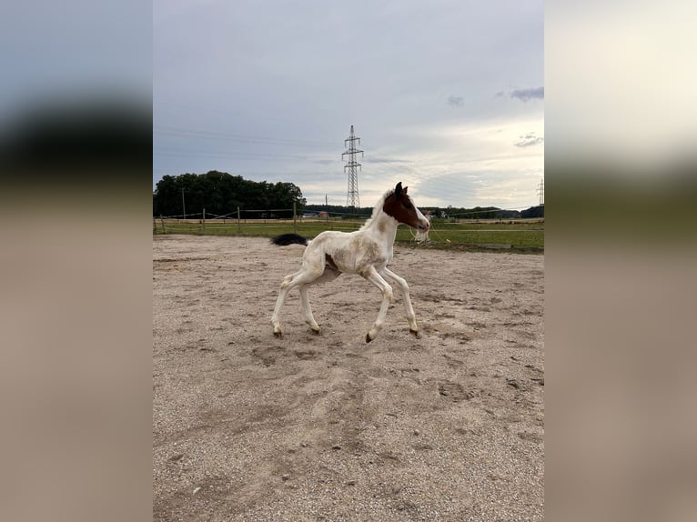 More ponies/small horses Mix Stallion Foal (07/2023) 14,1 hh Pinto in Geretsberg