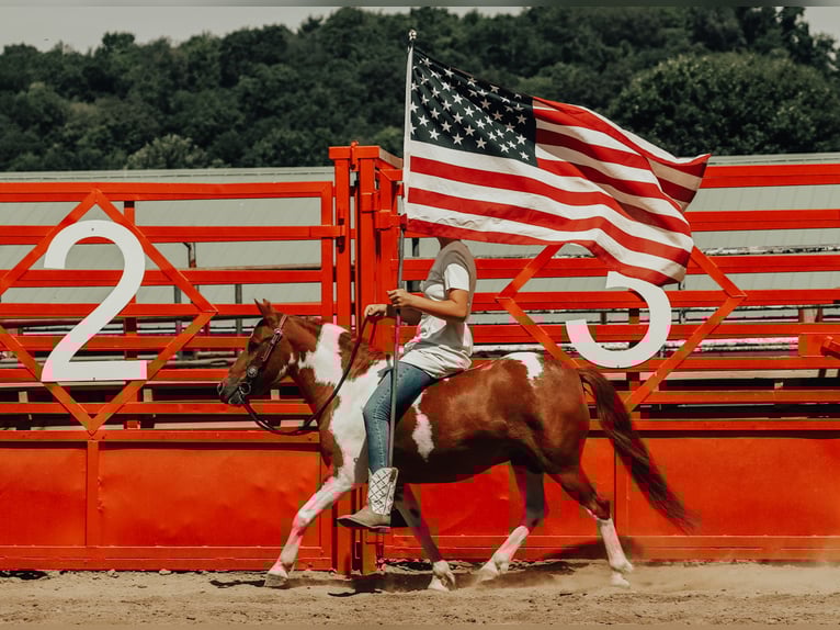 More ponies/small horses Gelding 10 years 10 hh Pinto in Dundee