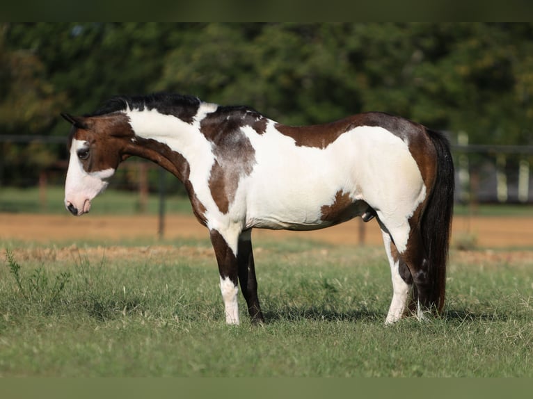 More ponies/small horses Gelding 10 years 11,2 hh Overo-all-colors in Cleburne, TX