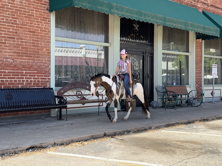 More ponies/small horses Gelding 10 years 11,2 hh Overo-all-colors in Cleburne, TX