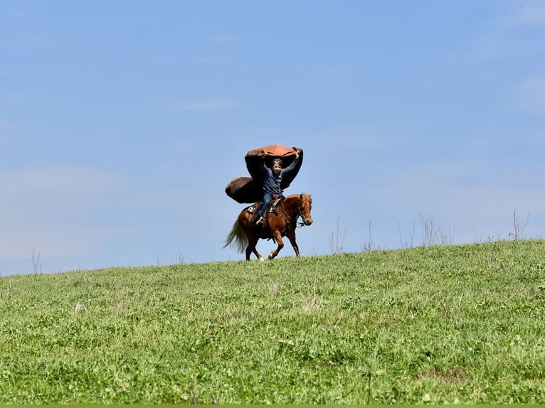 More ponies/small horses Gelding 10 years 11 hh Chestnut in Fresno