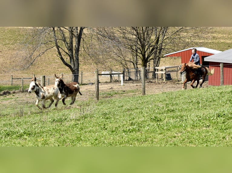 More ponies/small horses Gelding 10 years 11 hh Chestnut in Fresno