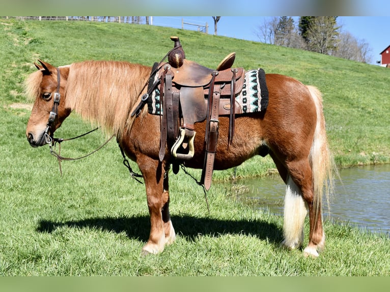 More ponies/small horses Gelding 10 years 11 hh Chestnut in Fresno