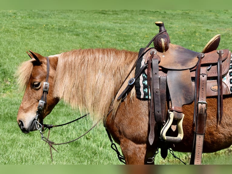 More ponies/small horses Gelding 10 years 11 hh Chestnut in Fresno