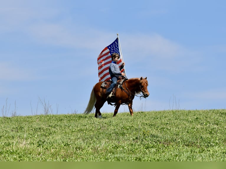 More ponies/small horses Gelding 10 years 11 hh Chestnut in Fresno