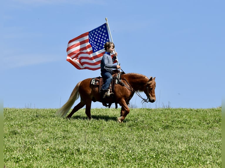 More ponies/small horses Gelding 10 years 11 hh Chestnut in Fresno